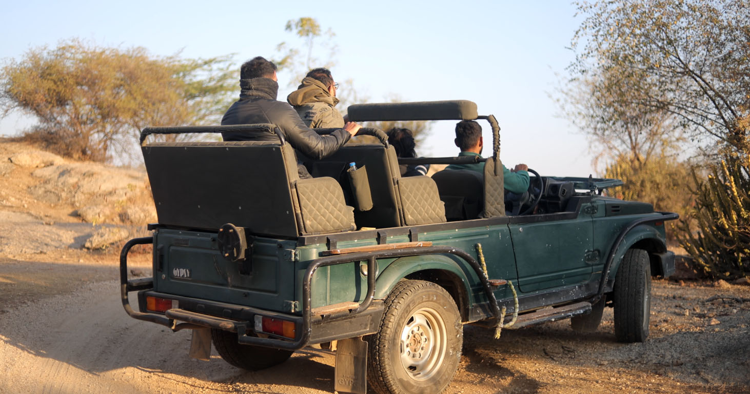 Jawai Leopard Safari