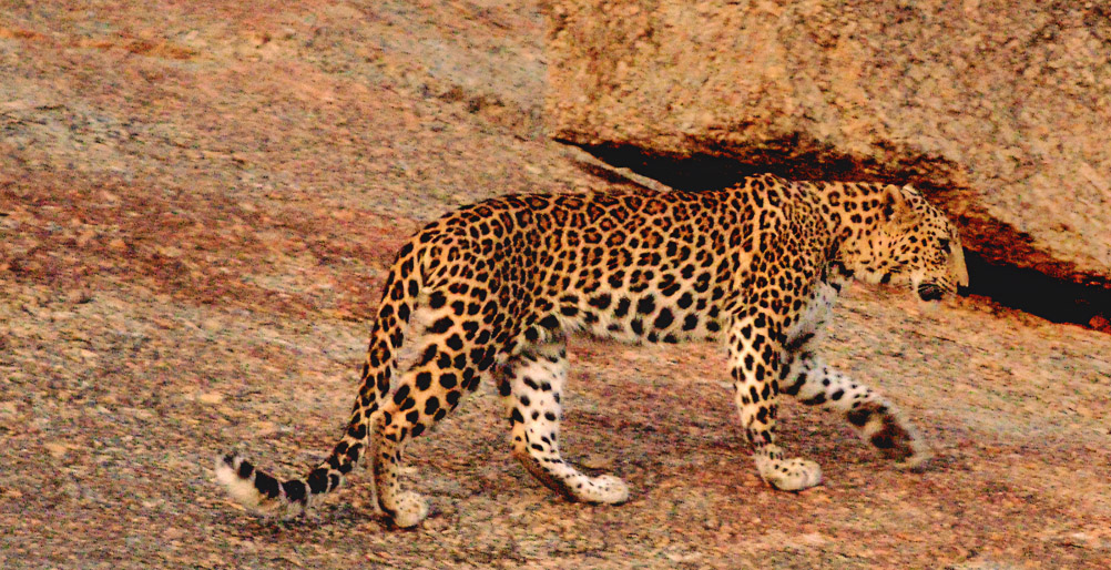 Jawai Leopard Safari