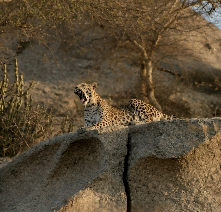 Jawai Leopard Safari