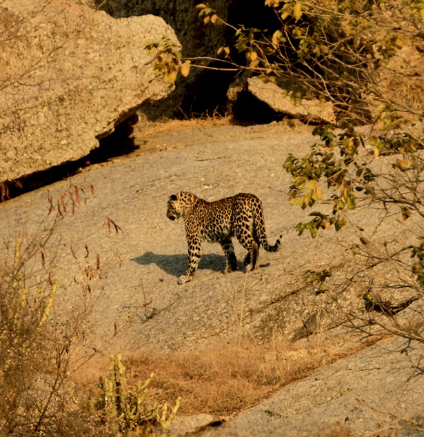 Jawai Leopard Safari