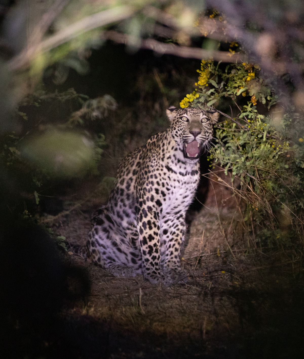 Jawai Leopard Safari